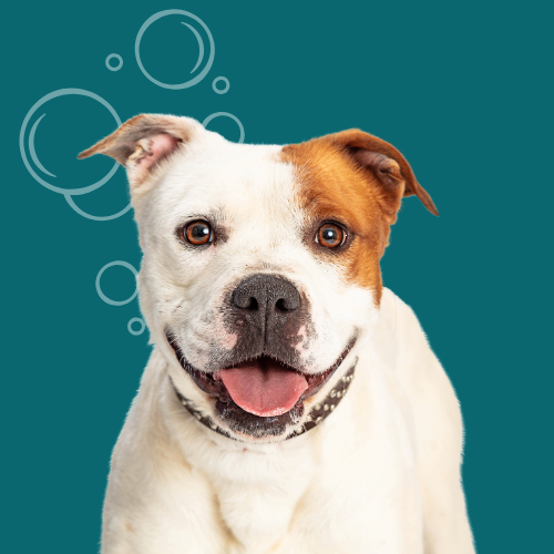 All about Dogs