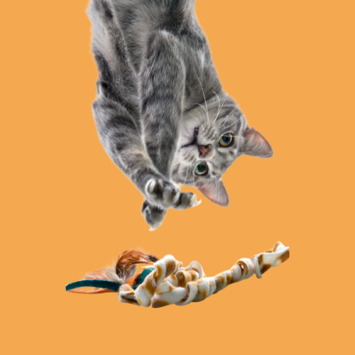 All about Cats